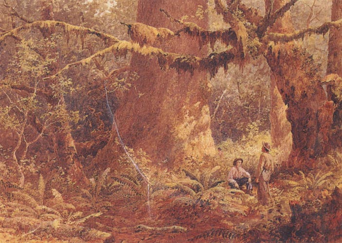 Lucius O Brien A British Columbian Forest